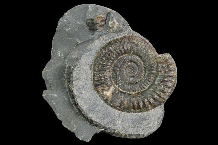 Ammonite (Dactylioceras) Fossil - England #127478